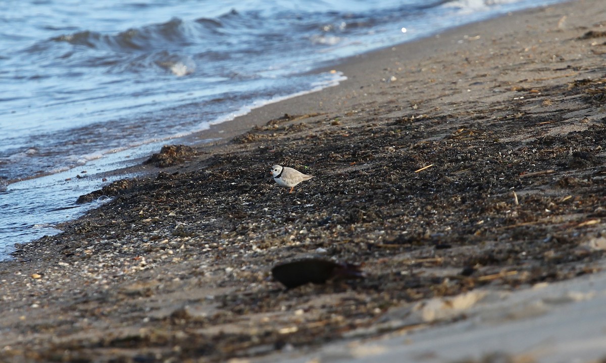 Piping Plover - ML632063005