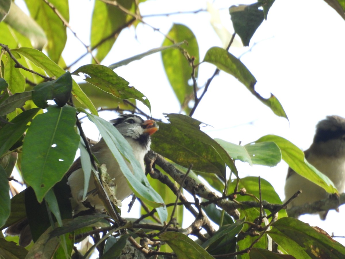 Gray-headed Parrotbill - ML632063035