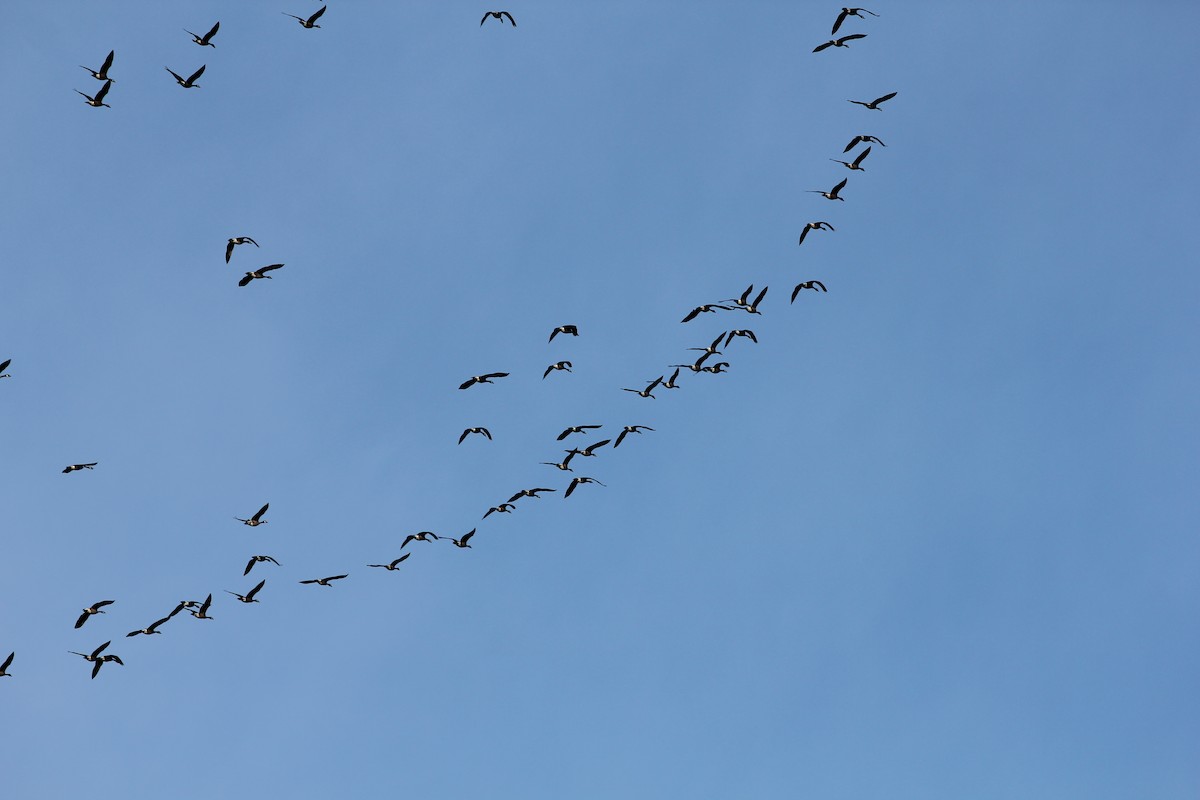 Canada Goose - ML632063058