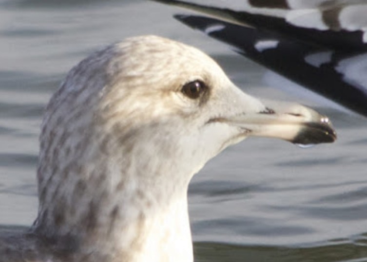 California Gull - ML632063107