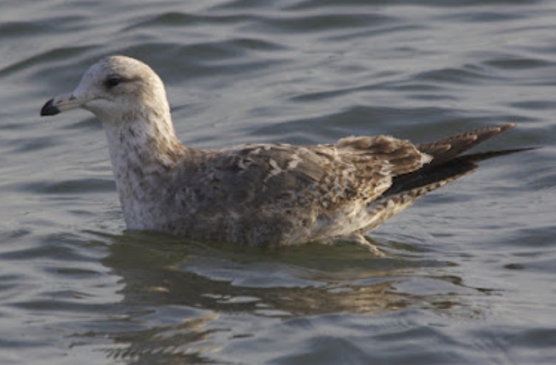 California Gull - ML632063108