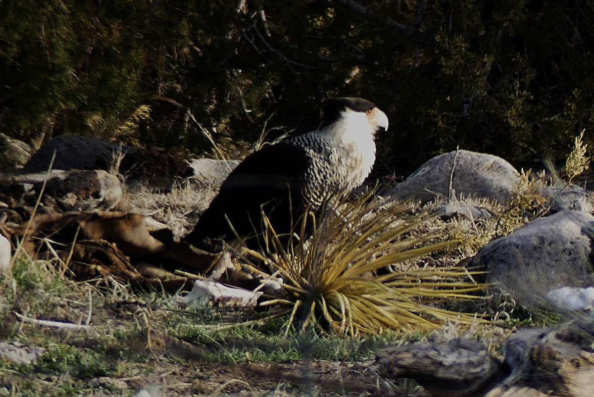 Crested Caracara - ML632063182