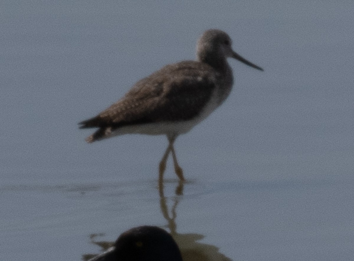 Greater Yellowlegs - ML632063256
