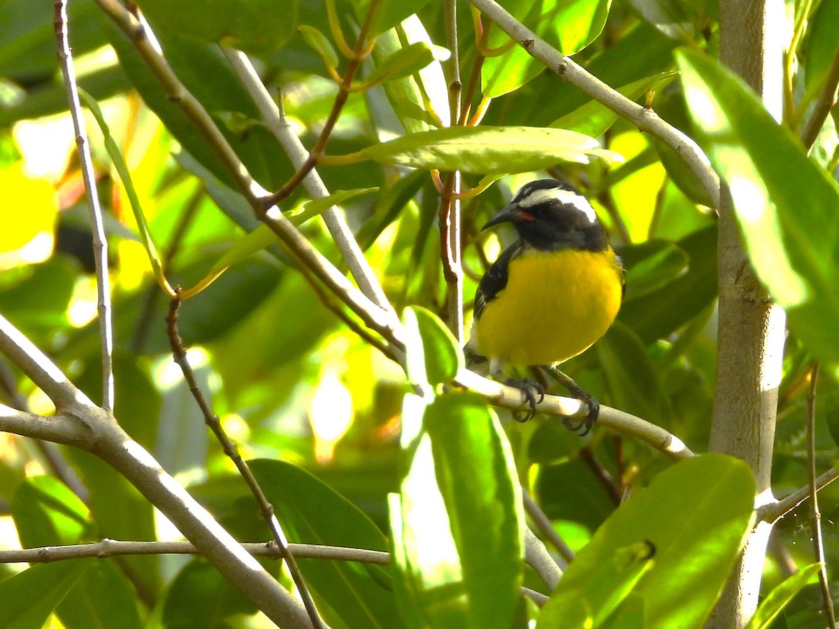 Bananaquit - ML632063388