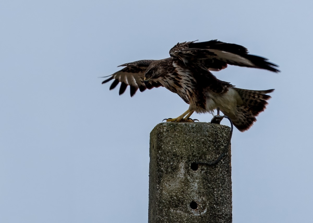 Buse variable (rothschildi) - ML632063427