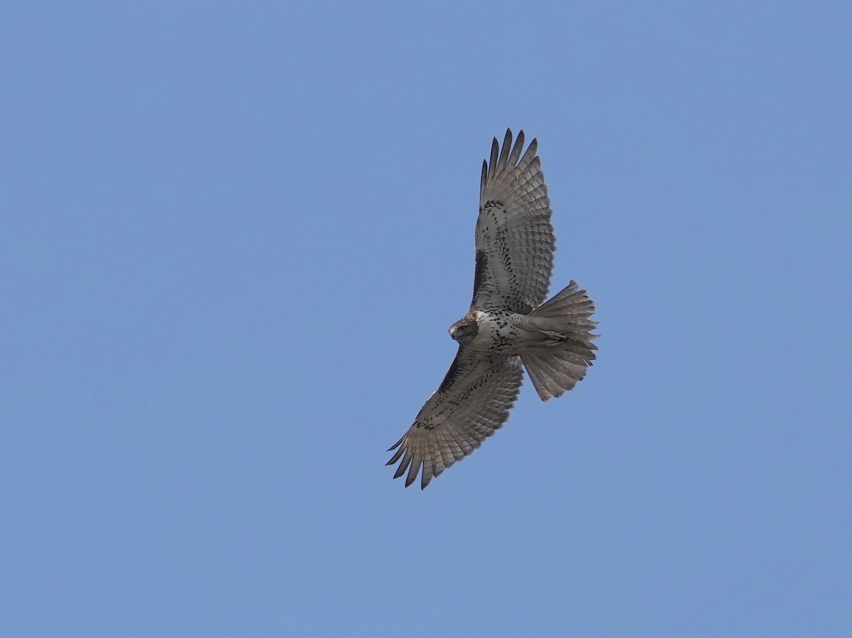 Red-tailed Hawk - ML632063454