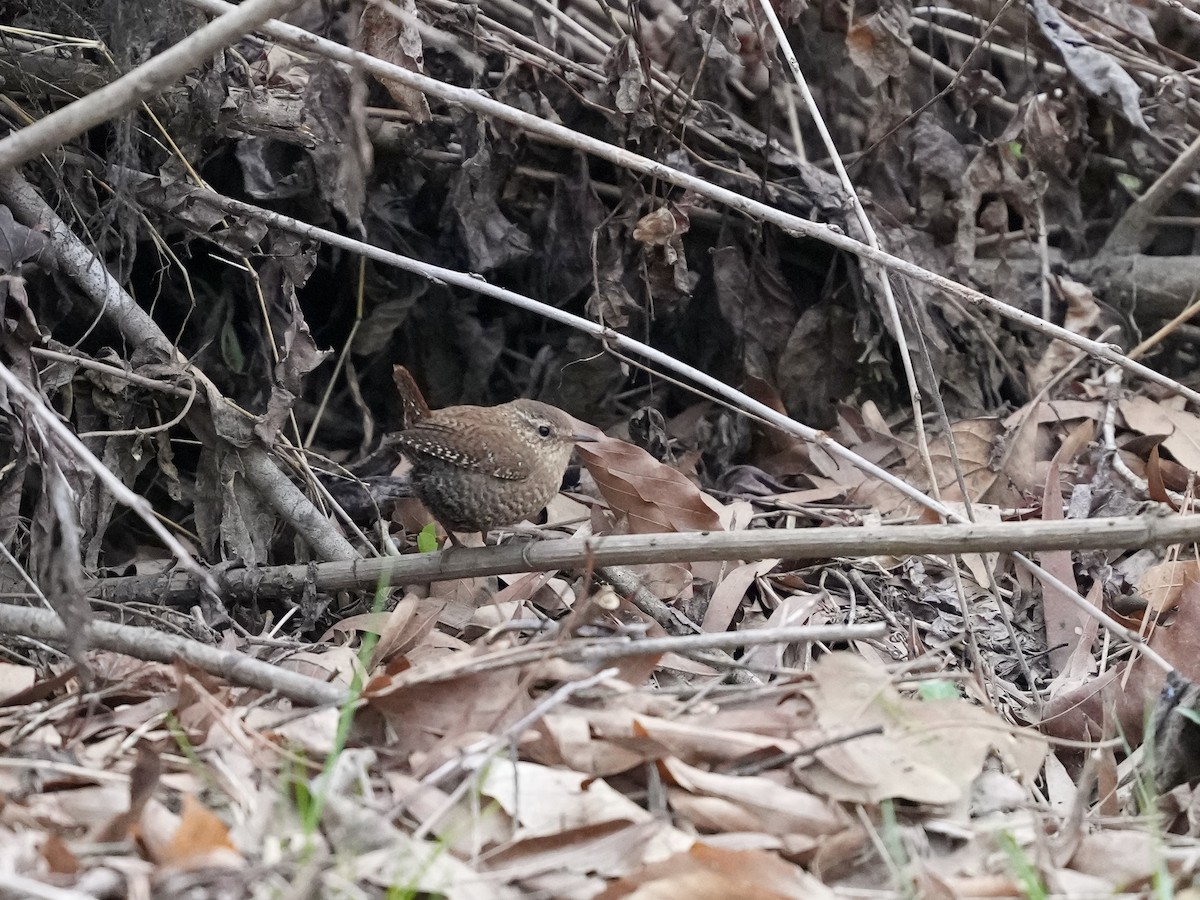 Winter Wren - ML632063468