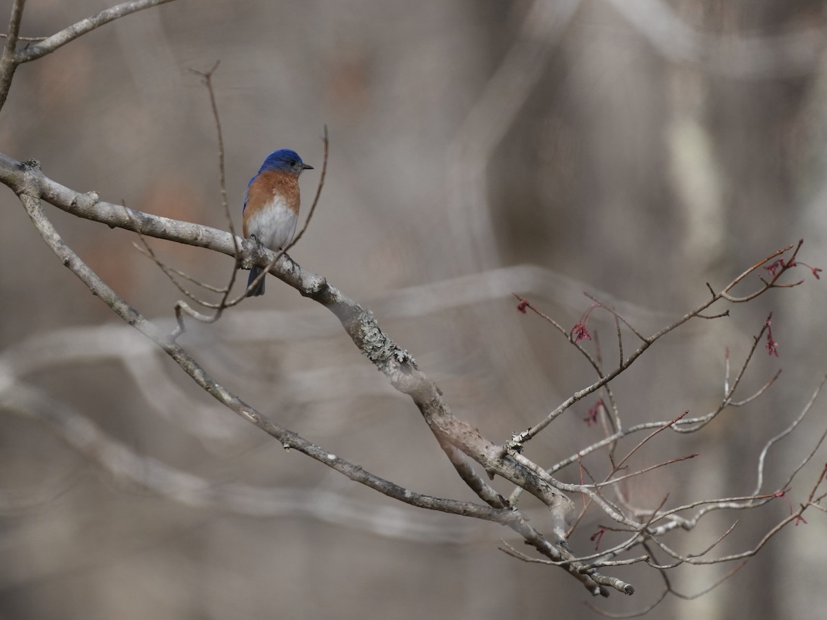 Eastern Bluebird - ML632063477