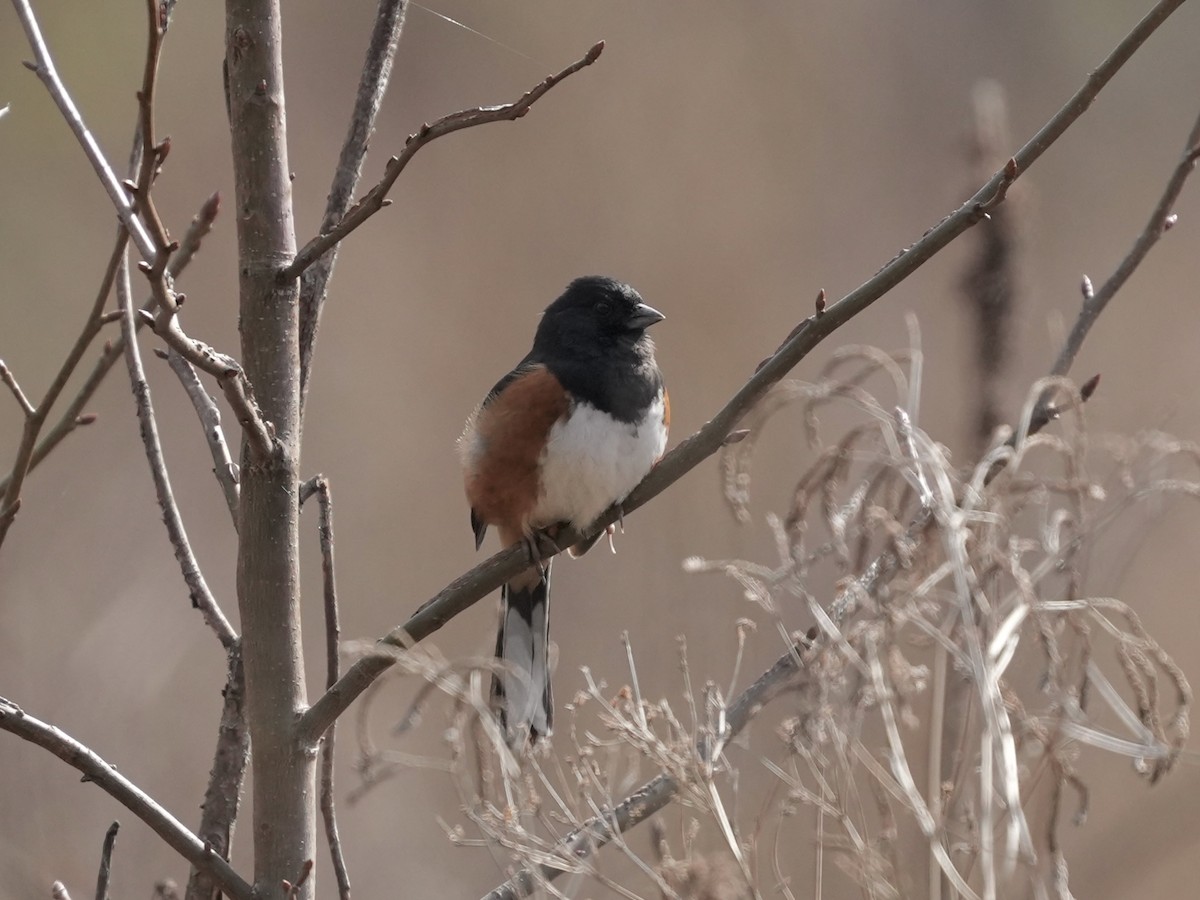 Eastern Towhee - ML632063535