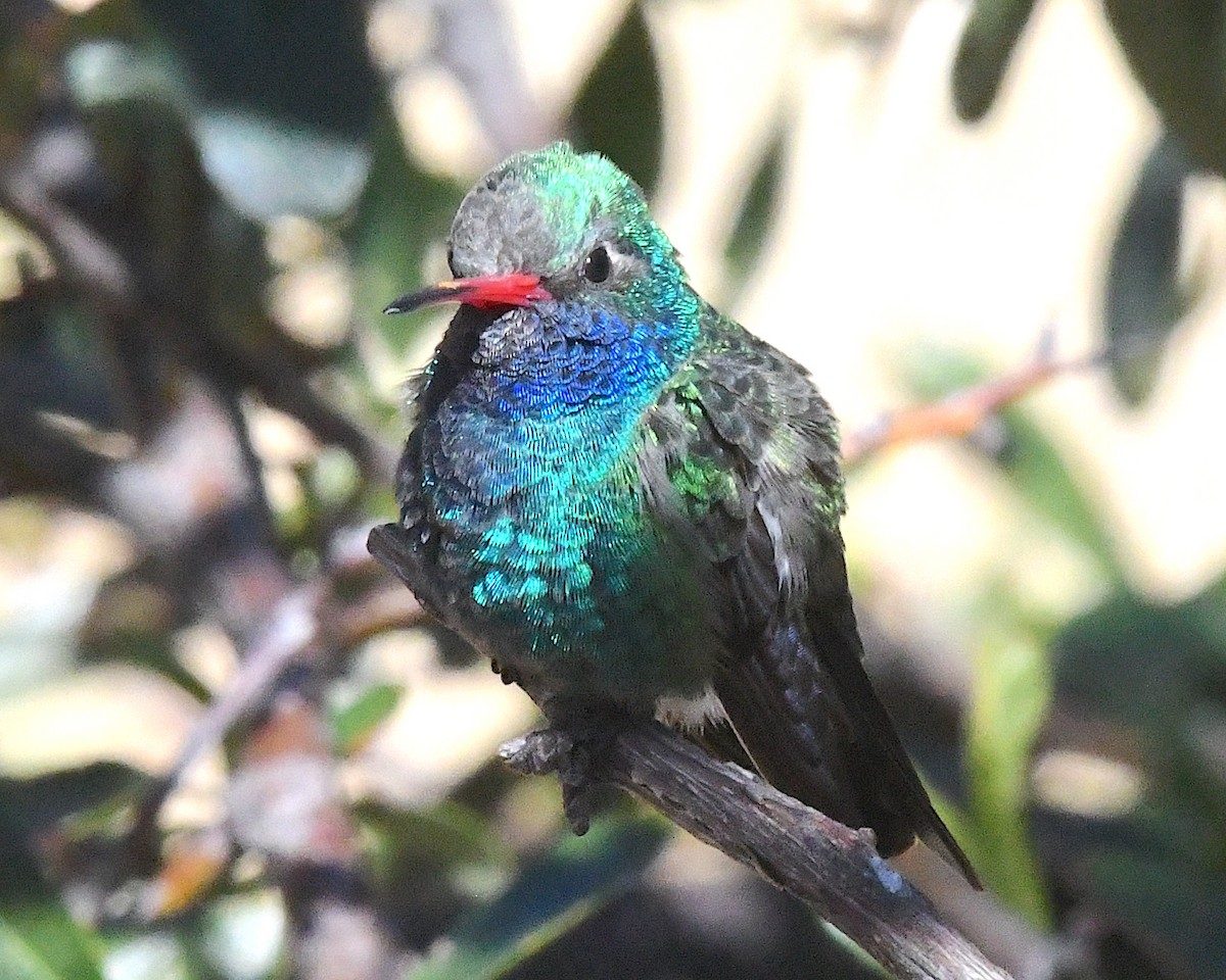 Broad-billed Hummingbird - ML632063577