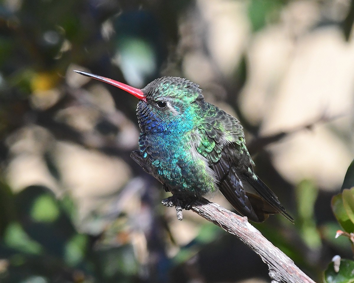 Broad-billed Hummingbird - ML632063679