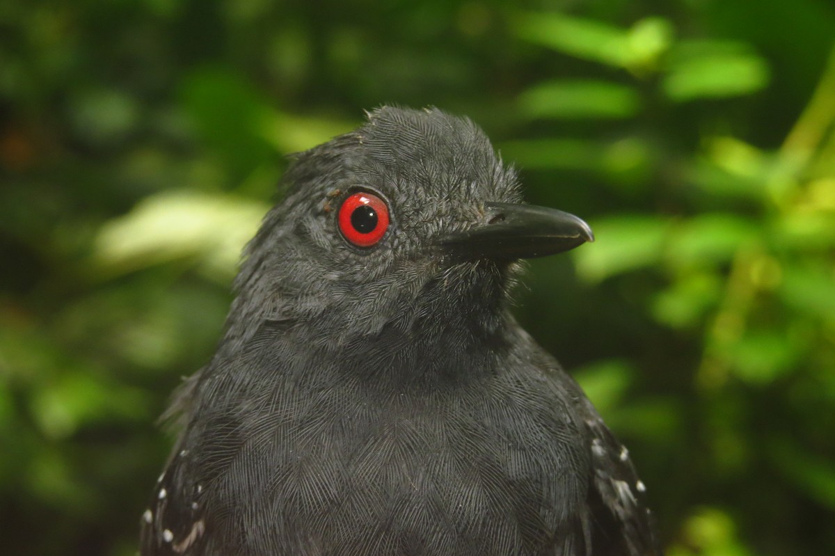 Esmeraldas Antbird - ML632063725