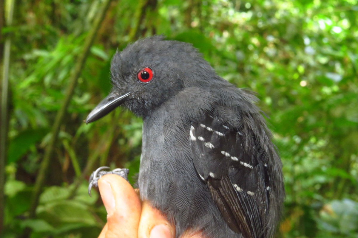 Esmeraldas Antbird - ML632063727