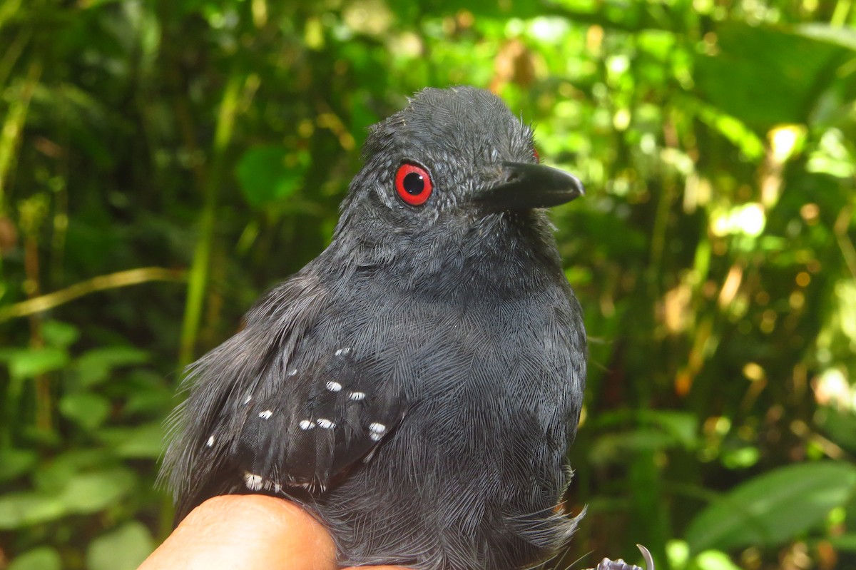 Esmeraldas Antbird - ML632063728