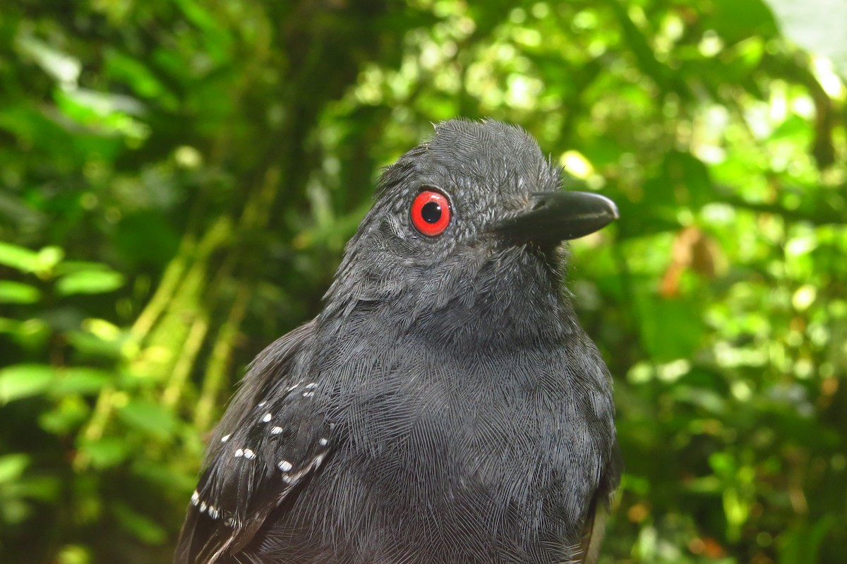 Esmeraldas Antbird - ML632063731