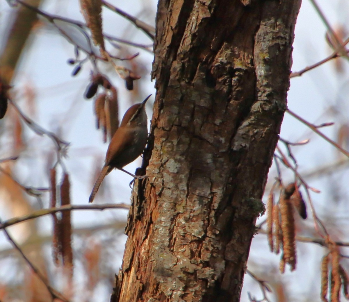 Bewick's Wren - ML632063744