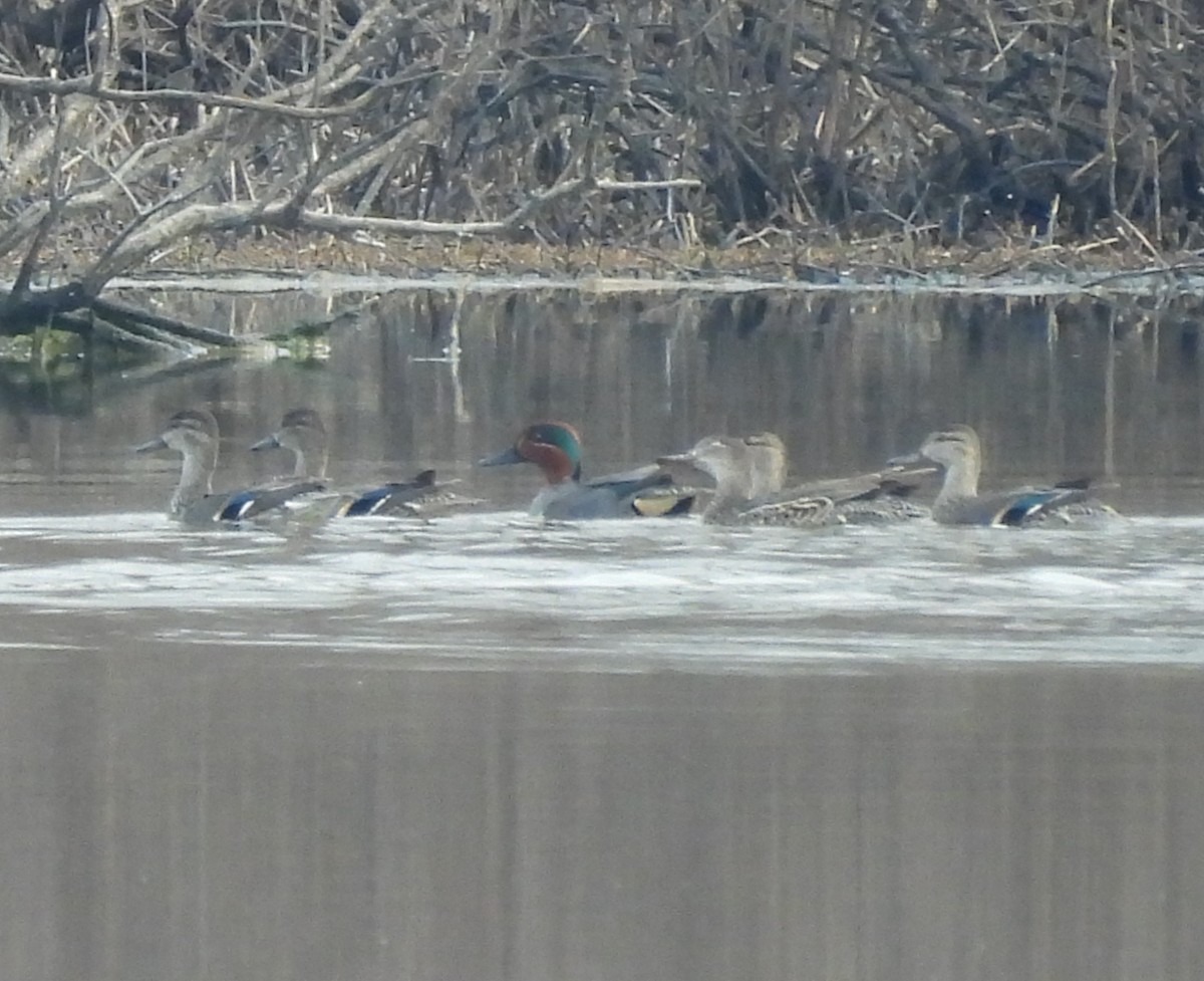 Green-winged Teal - ML632063911