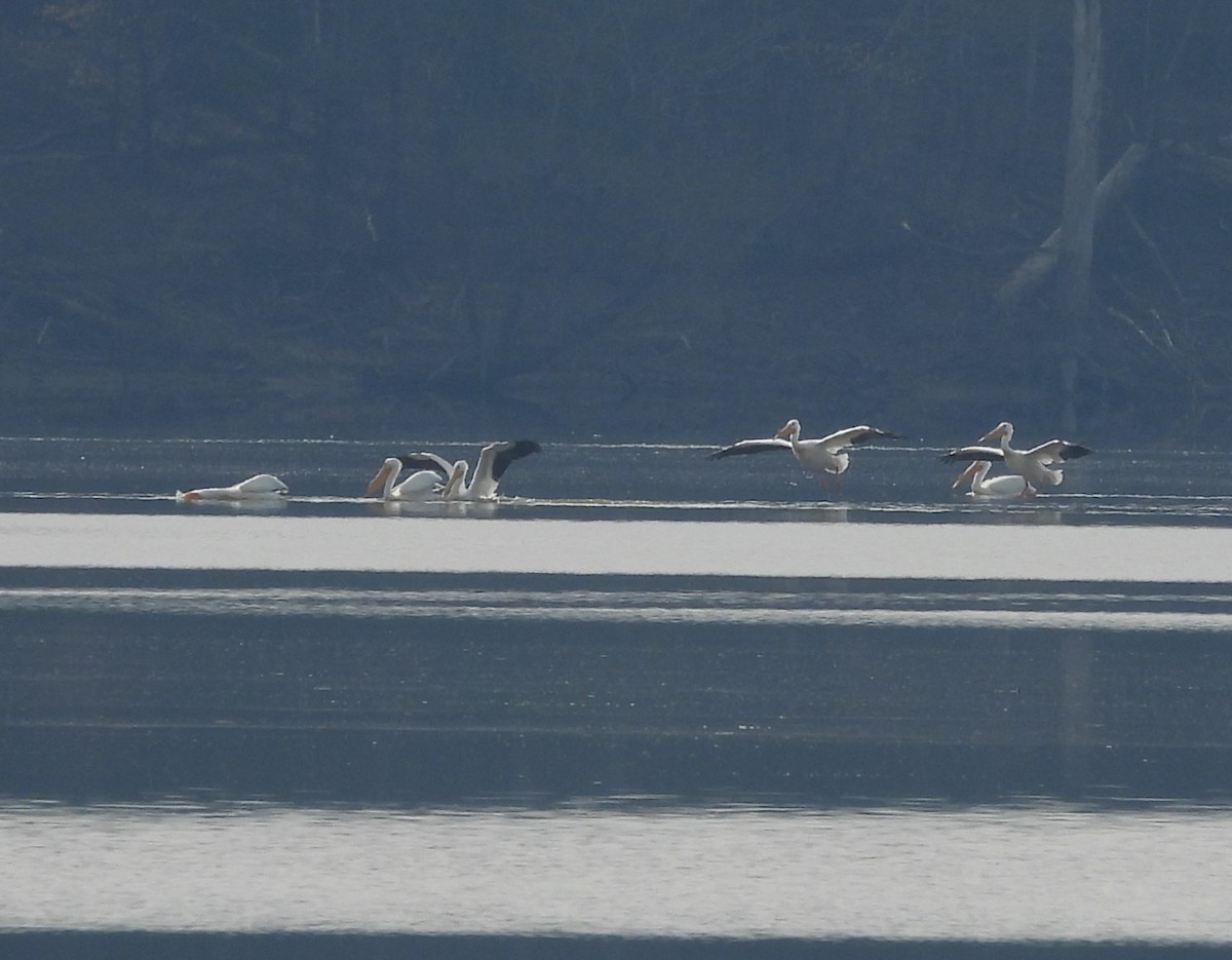 American White Pelican - ML632063926