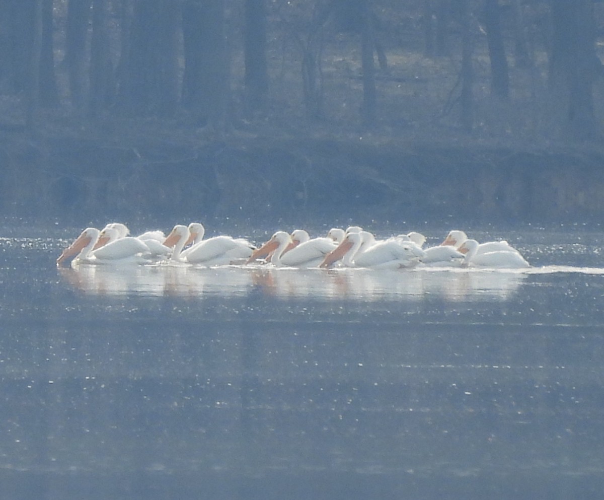 American White Pelican - ML632063956