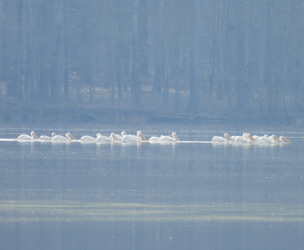 American White Pelican - ML632063966
