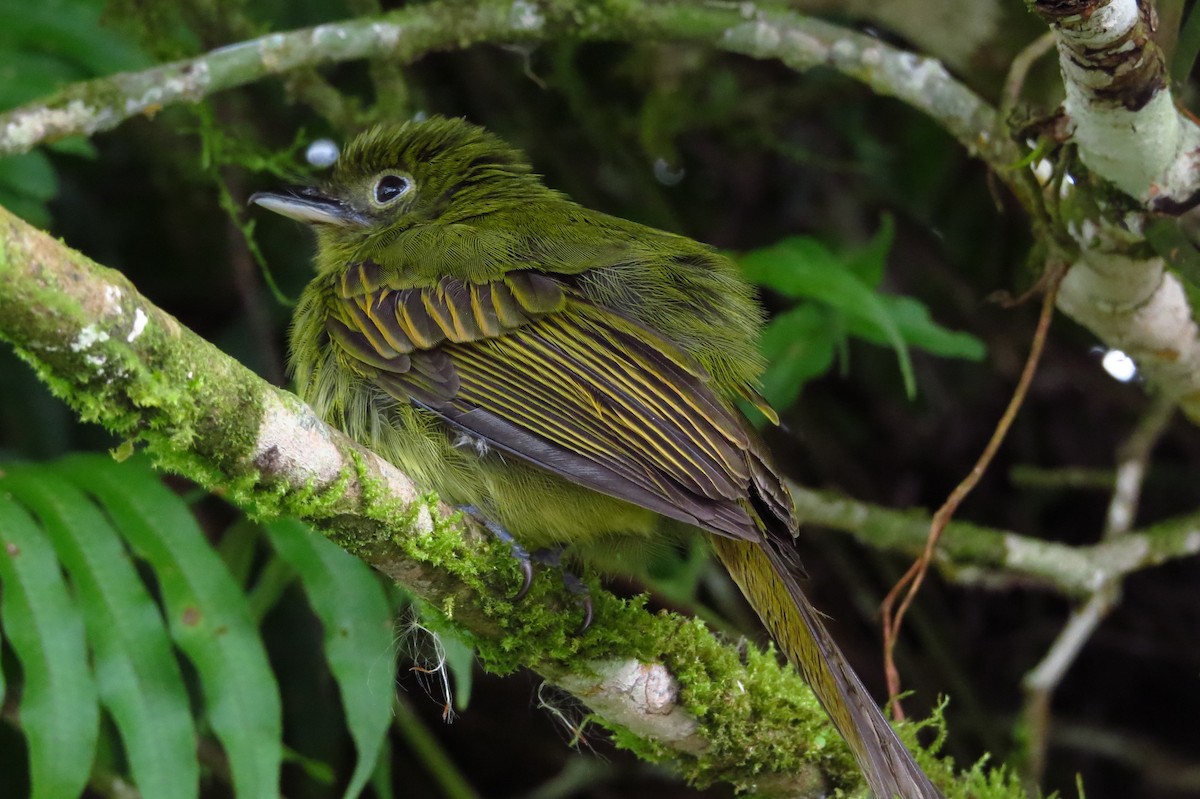 Pacific Flatbill - ML632064008