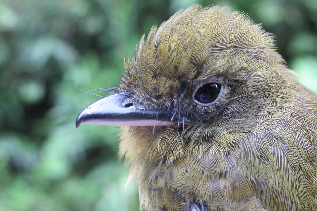 Pacific Flatbill - ML632064009