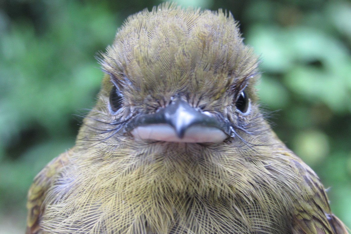 Pacific Flatbill - ML632064011