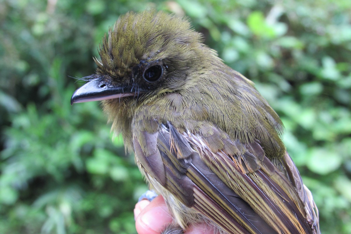 Pacific Flatbill - ML632064012