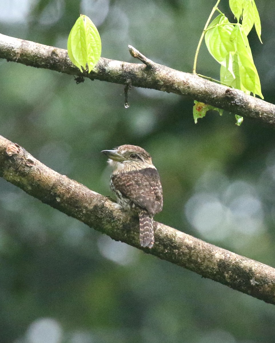 Schwarzmantel-Faulvogel - ML632064197