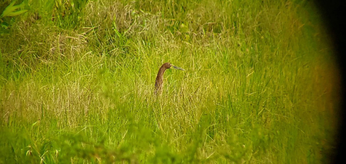Rufescent Tiger-Heron - ML632064205