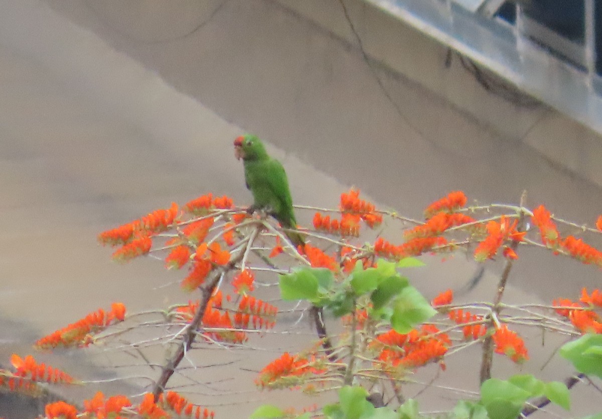 Scarlet-fronted Parakeet - ML632064252