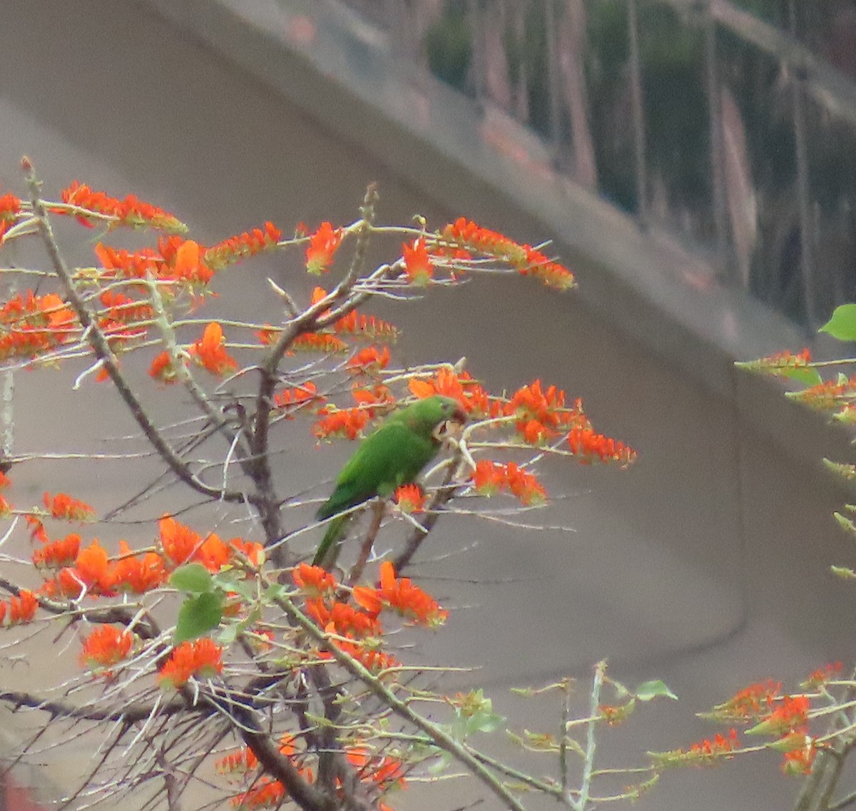 Scarlet-fronted Parakeet - ML632064254