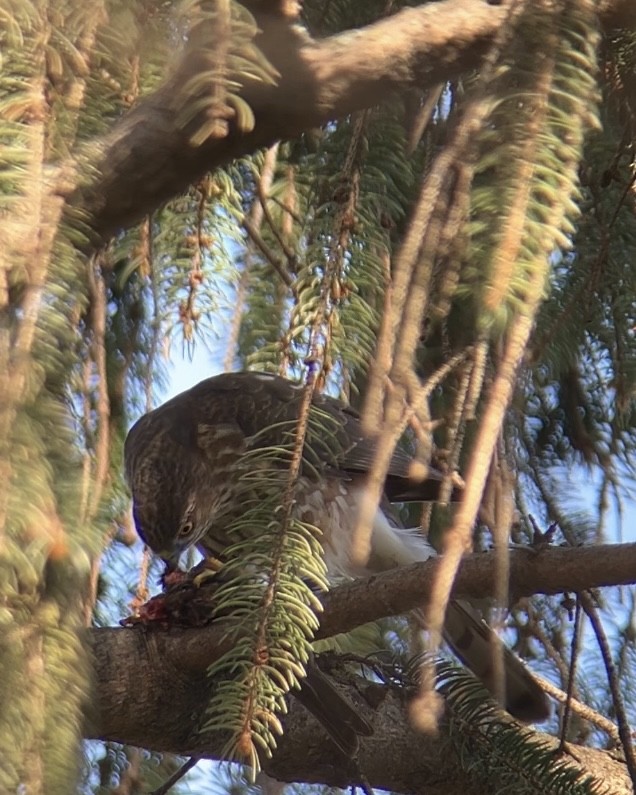 Sharp-shinned Hawk - ML632064509