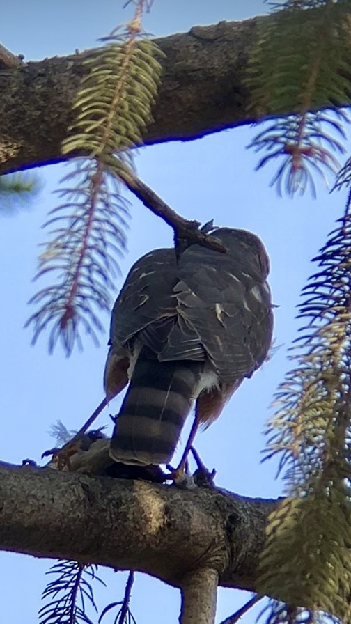 Sharp-shinned Hawk - ML632064510