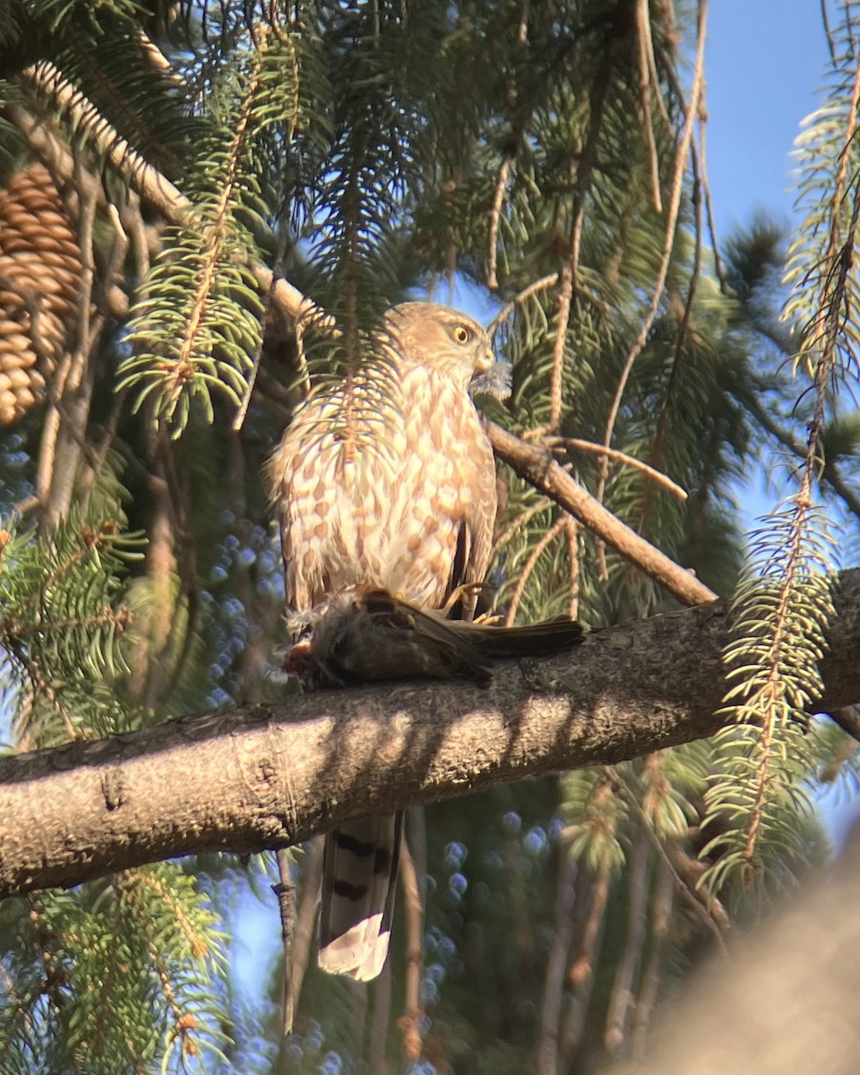 Sharp-shinned Hawk - ML632064511