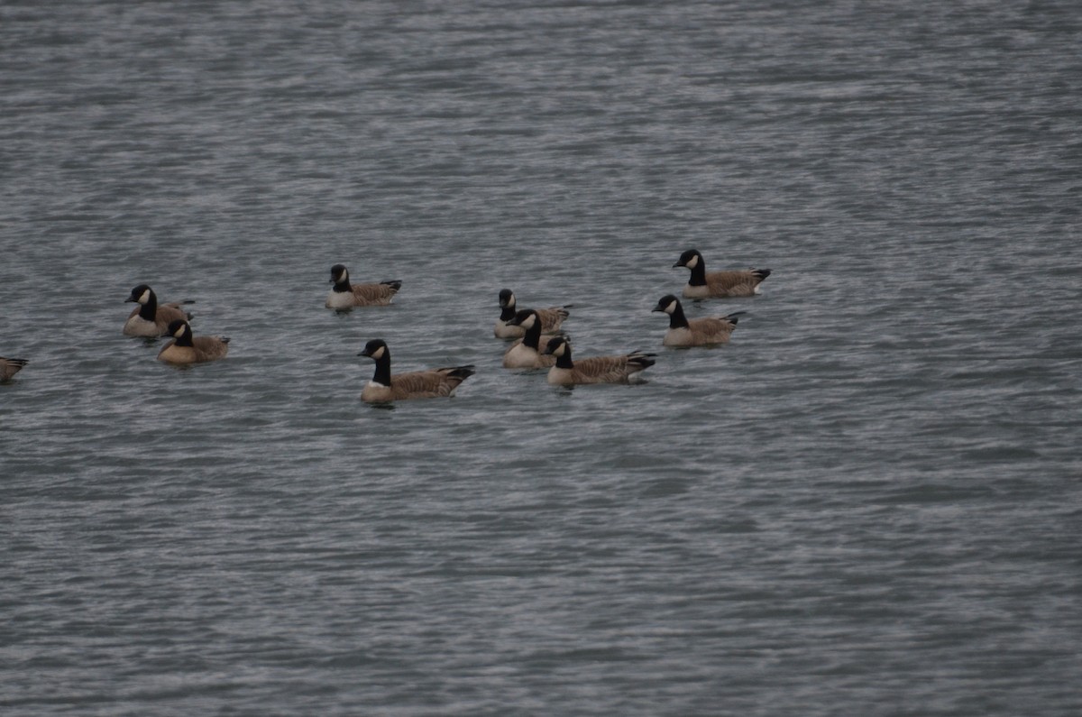 Cackling Goose (Richardson's) - ML632064514