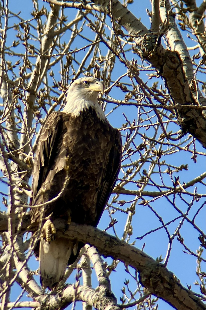 Bald Eagle - ML632064518