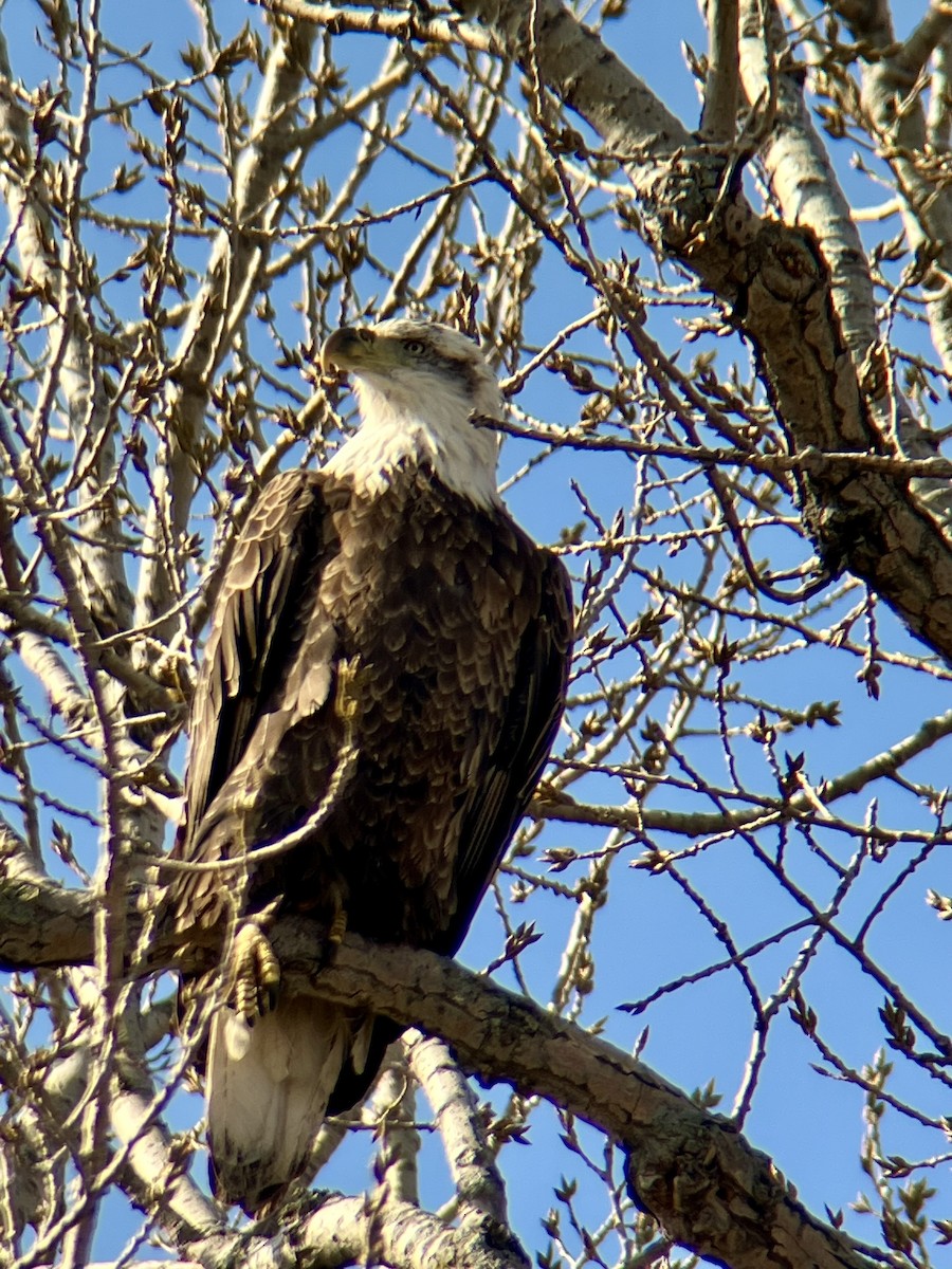 Bald Eagle - ML632064519
