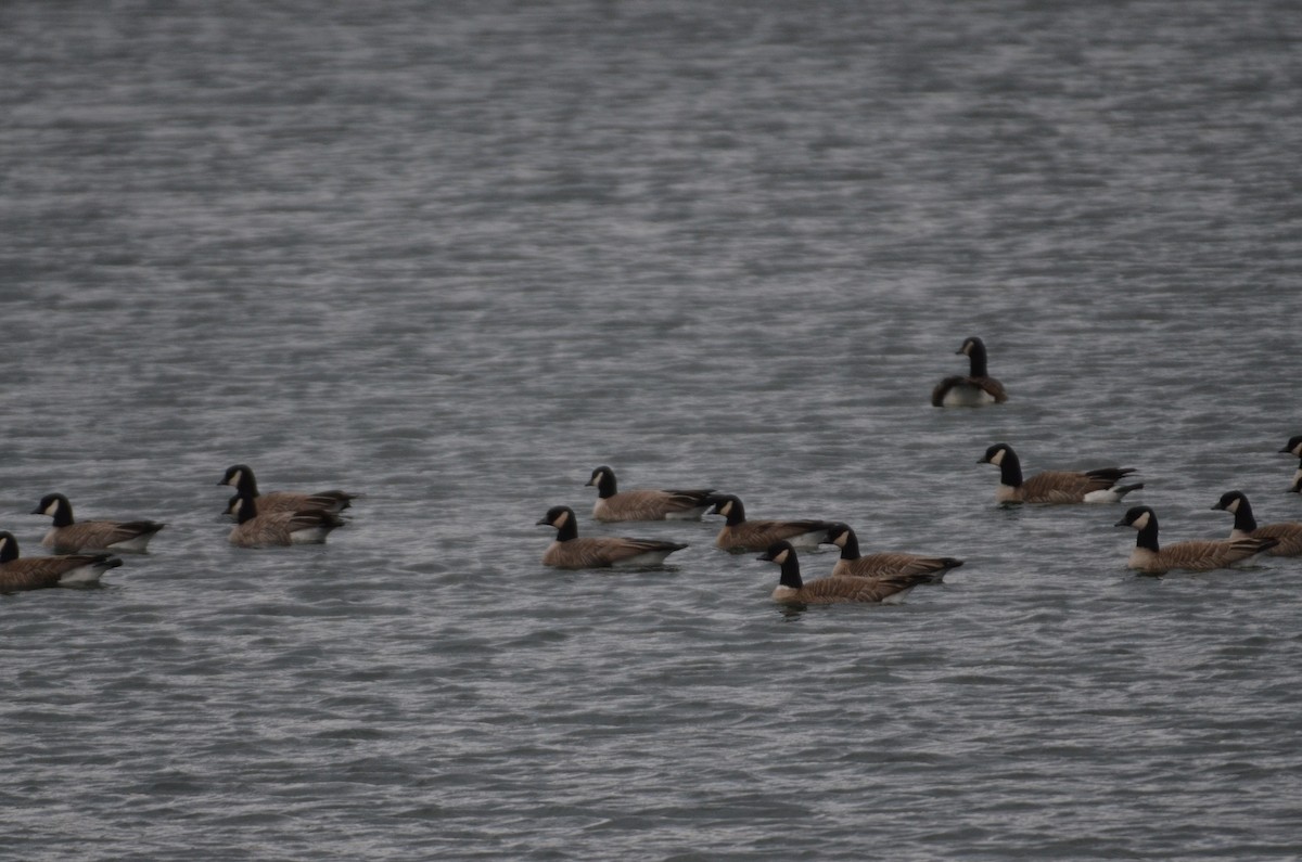 Cackling Goose (Richardson's) - ML632064529