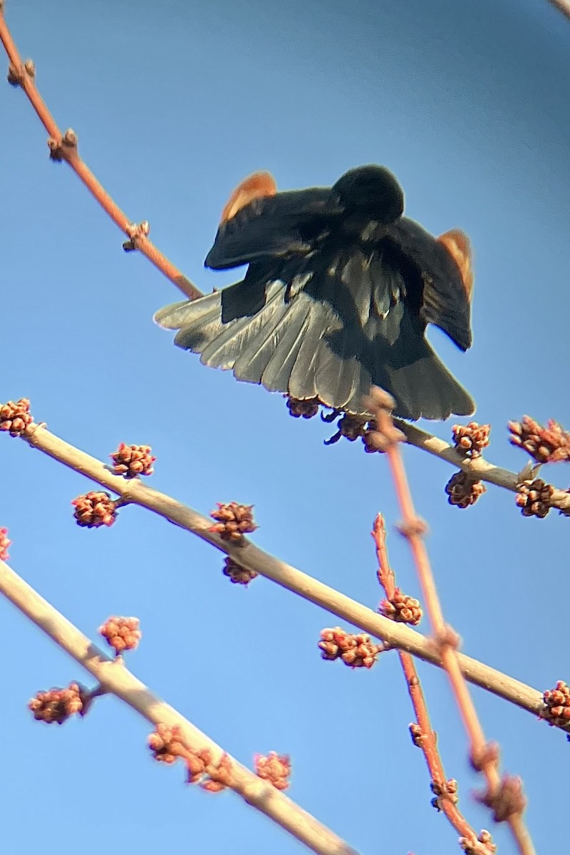 Red-winged Blackbird - ML632064538