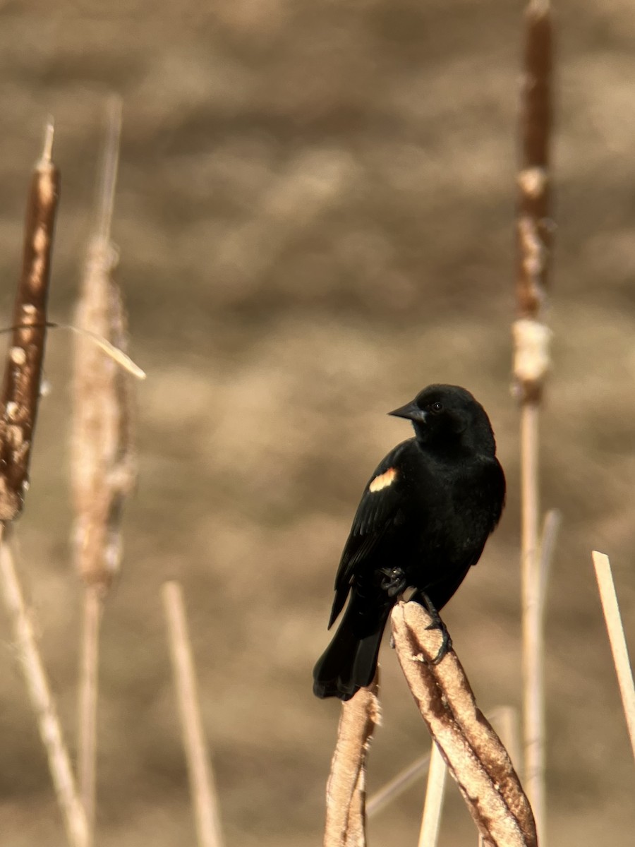 Red-winged Blackbird - ML632064539