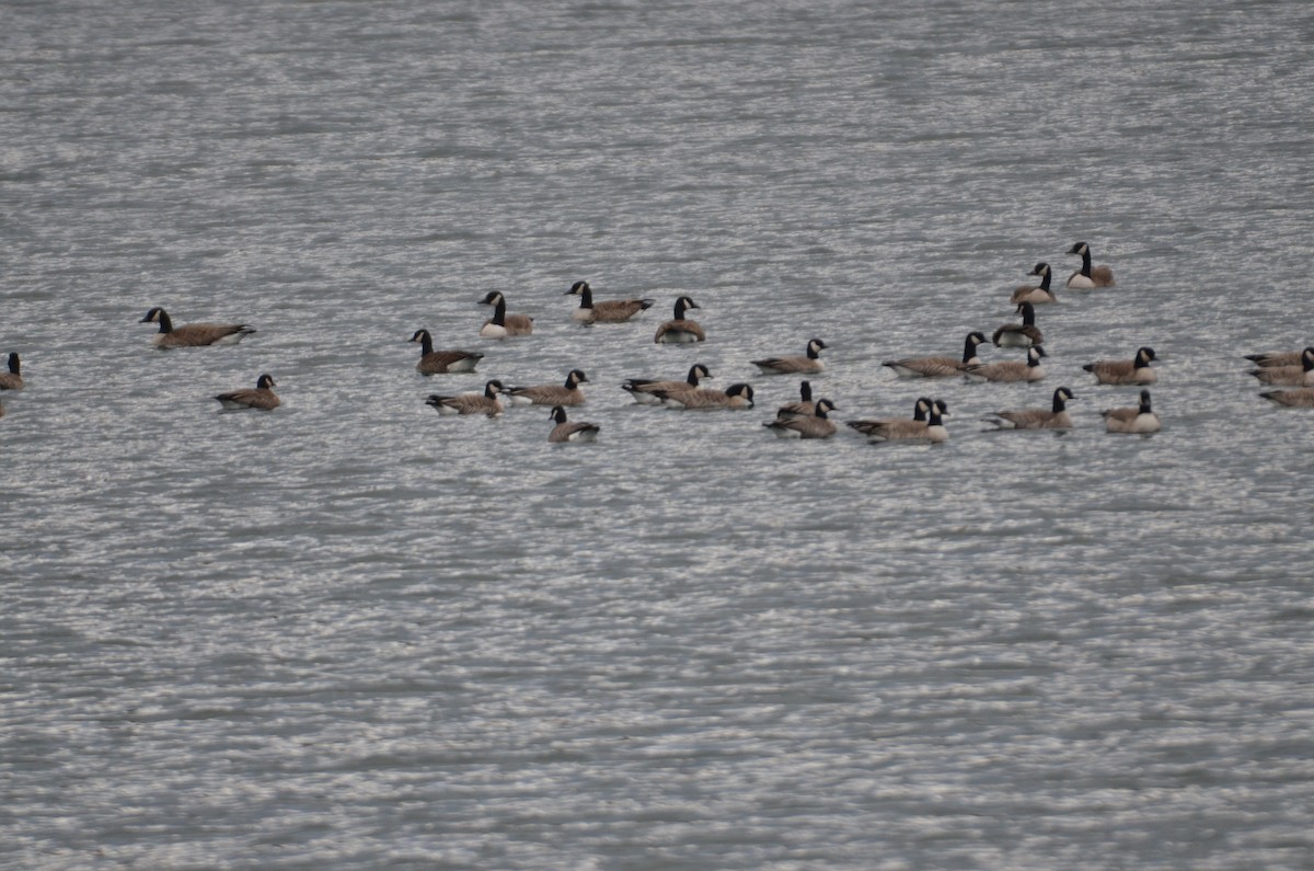 Cackling Goose (Richardson's) - ML632064541
