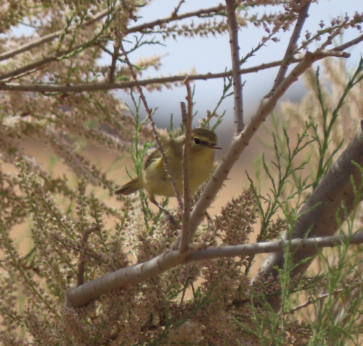 Common Chiffchaff (Common) - ML632064549