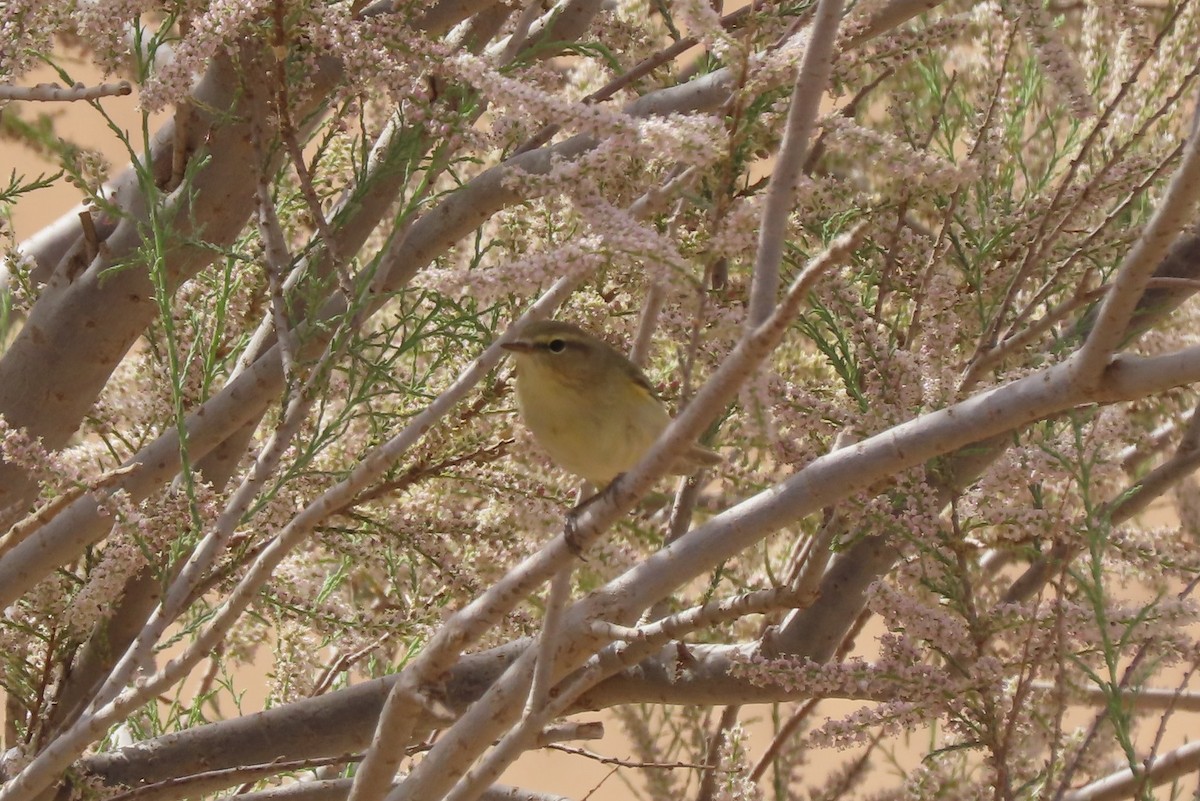 Common Chiffchaff (Common) - ML632064550