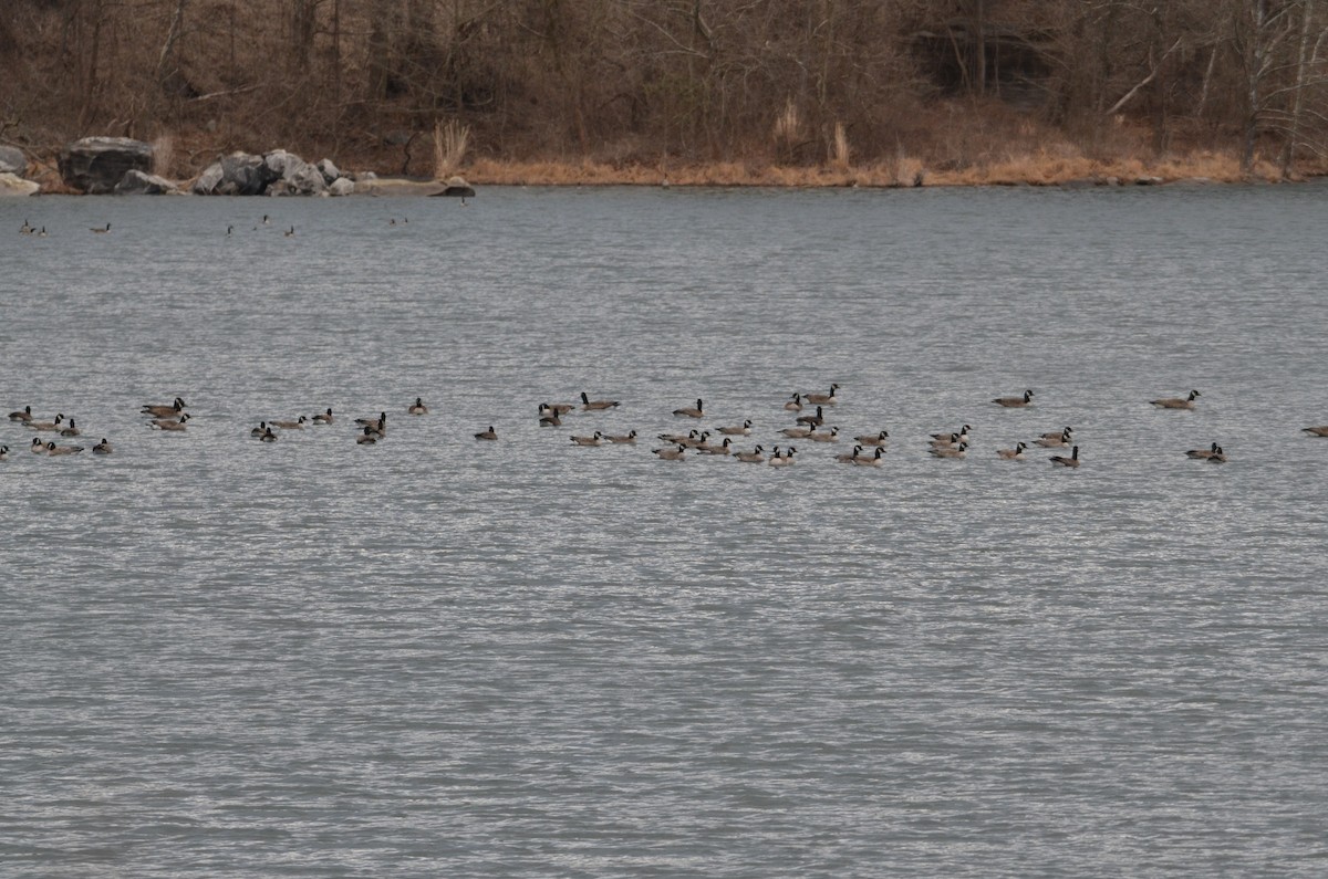 Cackling Goose (Richardson's) - ML632064559