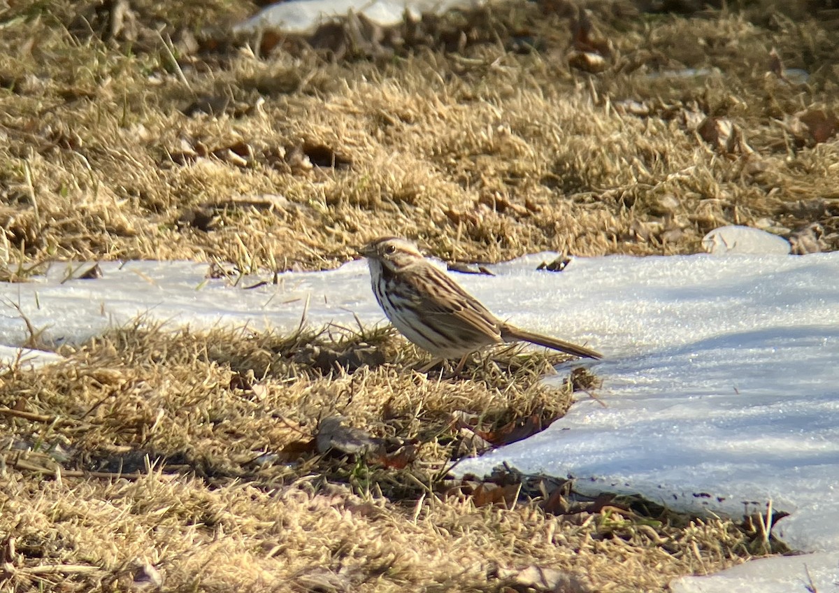 Song Sparrow - ML632064572