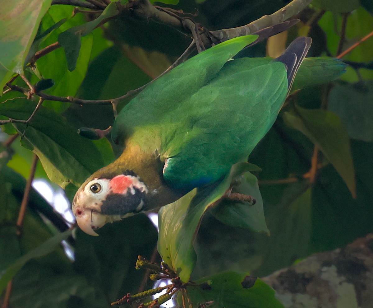 アカミミインコ - ML632064598