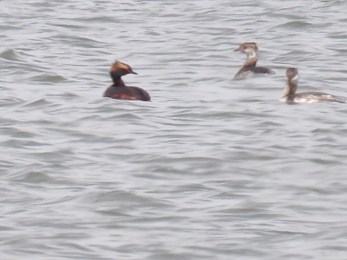 Horned Grebe - ML632064721