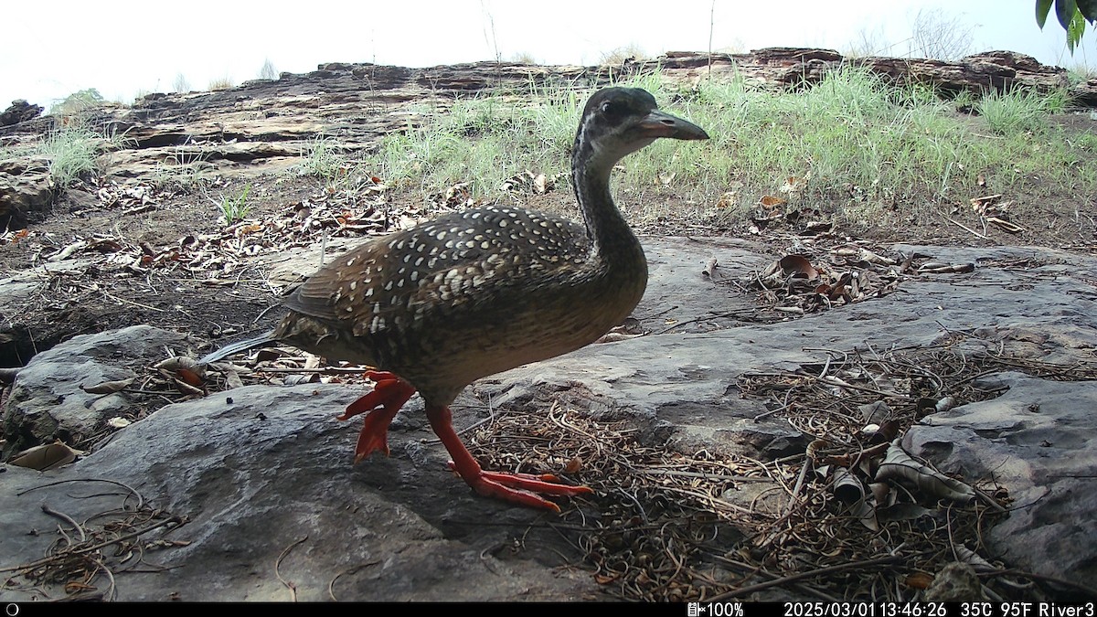 chřástalec africký - ML632064772