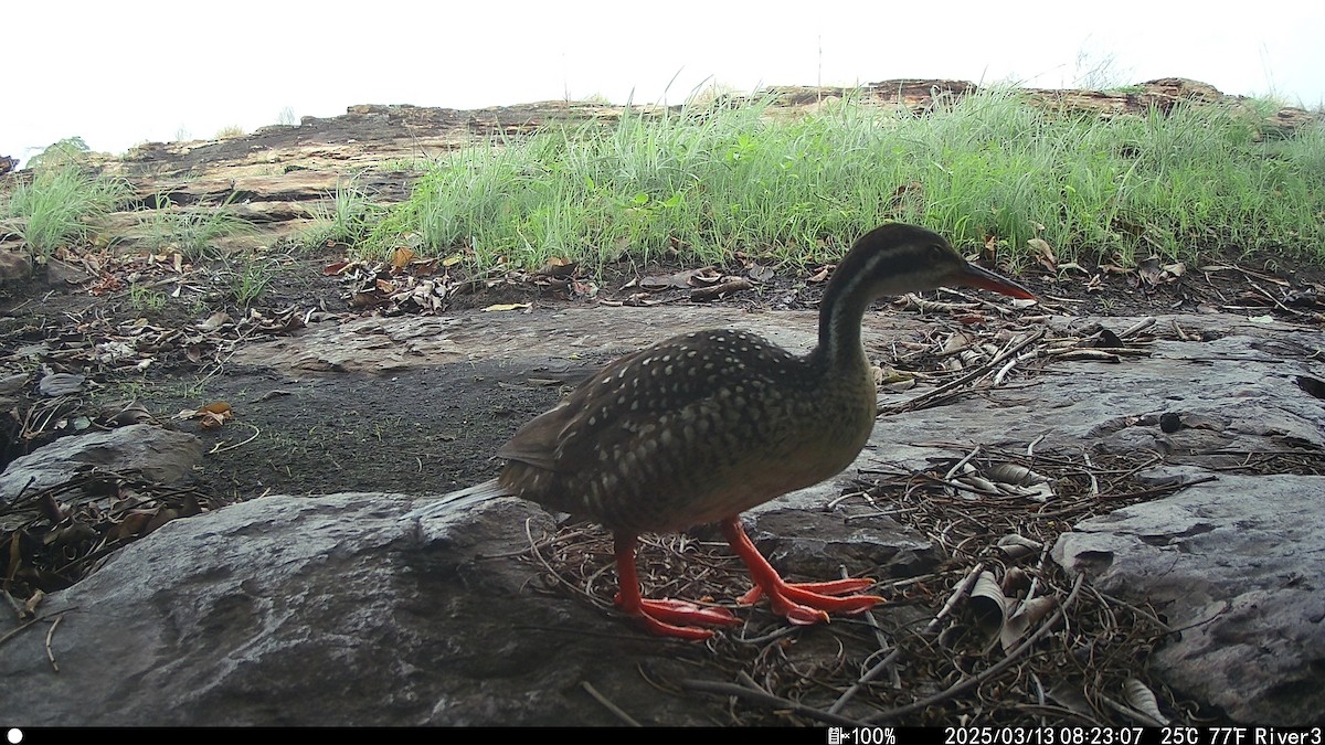 chřástalec africký - ML632064773